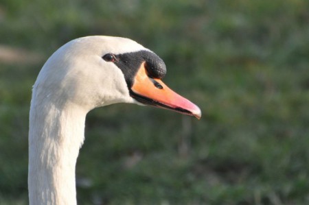 Cygne